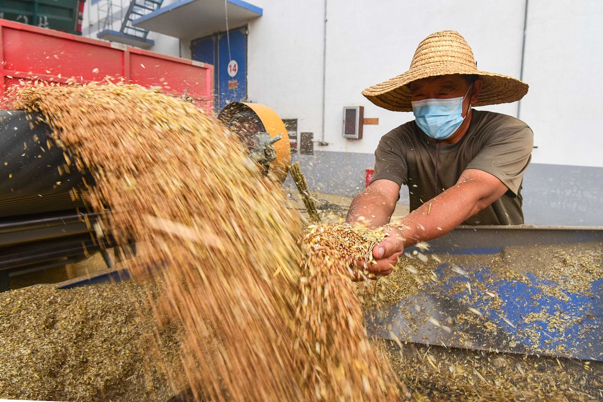 割谷子的过程简短五十字