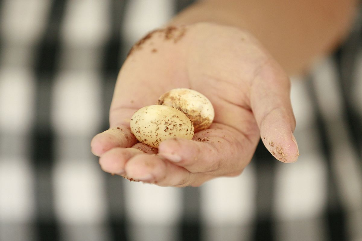 乌龟蛋保存指南：确保顺利孵化的关键步骤