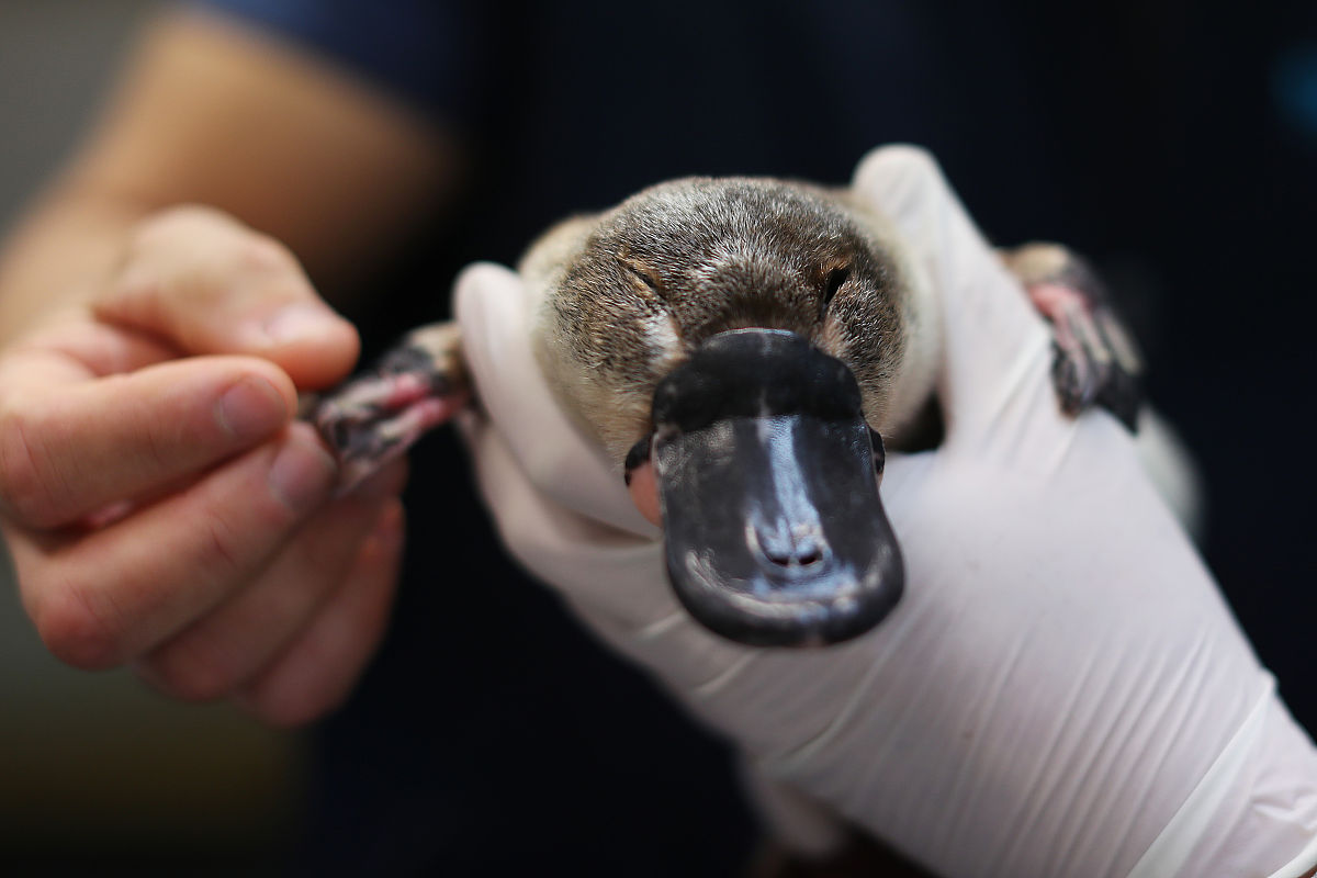 当地时间2021年6月9日,澳大利亚新南威尔士州悉尼,鸭嘴兽正在塔龙加动