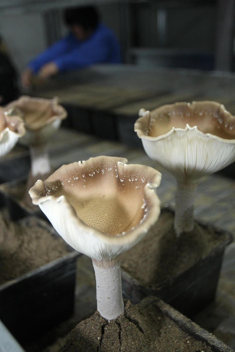 松花木寡糖颗粒和其他保健品的区别是什么？