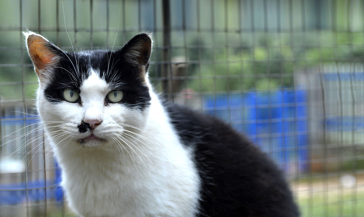 2015年11月13日,成都,大妈救助近5000只流浪猫狗,月花20万欲寻接班人.