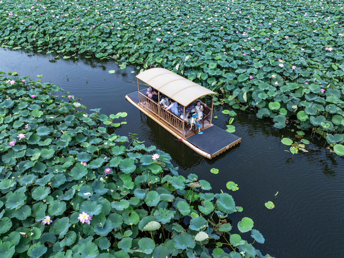 台儿庄适合种植荷花吗？- 了解气候、历史和文化