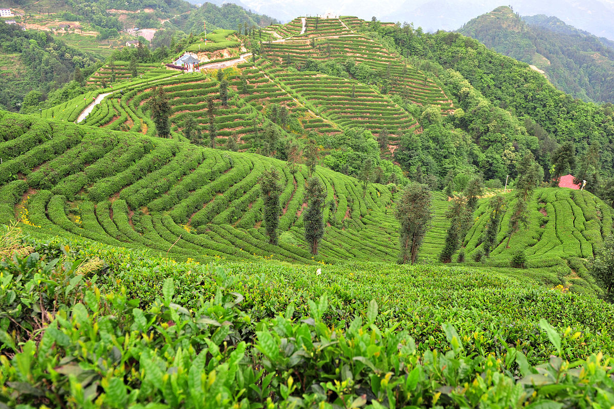凉山州农业学校热门专业有哪些