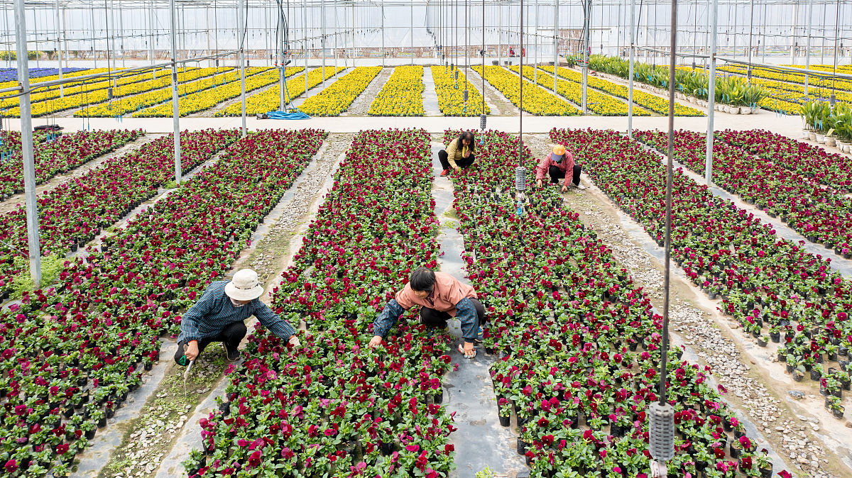 临洮农业学校果蔬花卉生产技术专业就业容不容易？