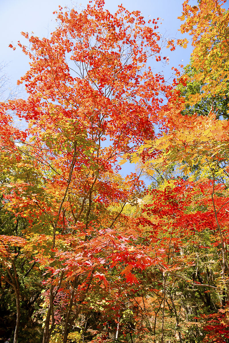 2020年10月2日,辽宁本溪,桓仁枫林谷森林公园.