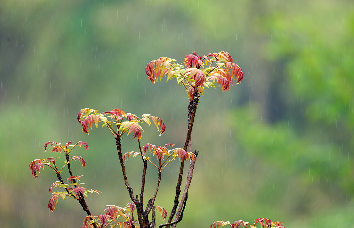 写一首关于春雨的现代诗。