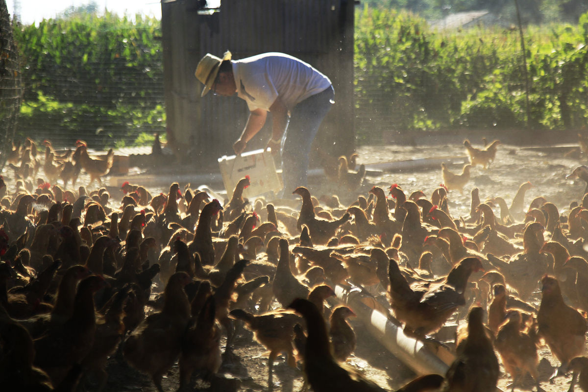 Effect of Lighting and Photoperiod on Chicken Egg Production and Quality的研究发现了什么结论
