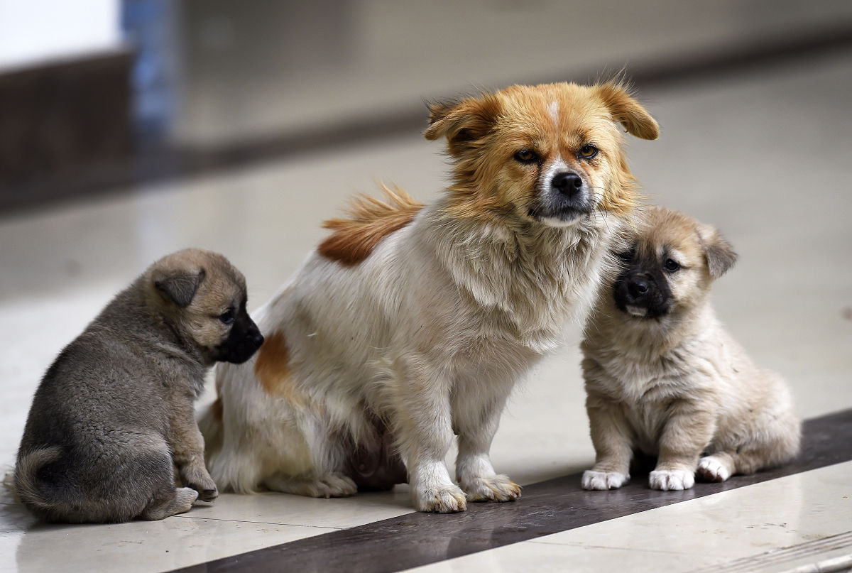 狗对人的好处：陪伴、健康、快乐和更多