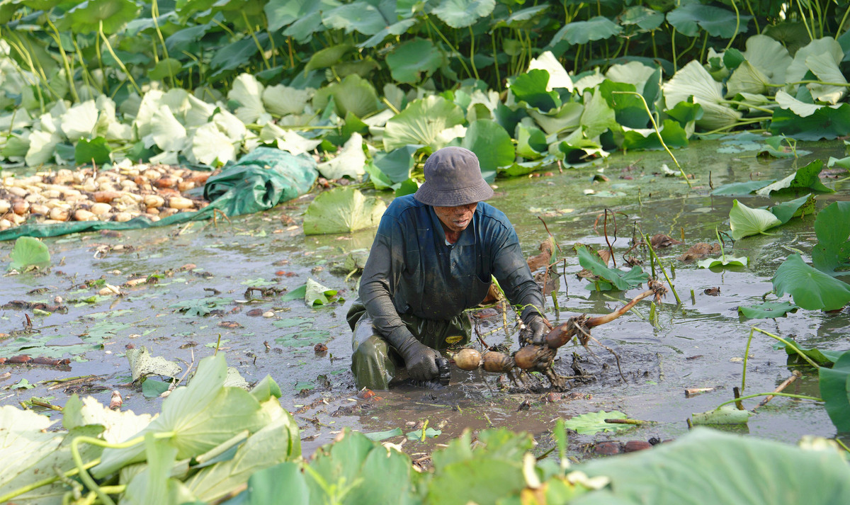 清晨六点，8名藕农齐胸深水中采收莲藕，画面壮观！