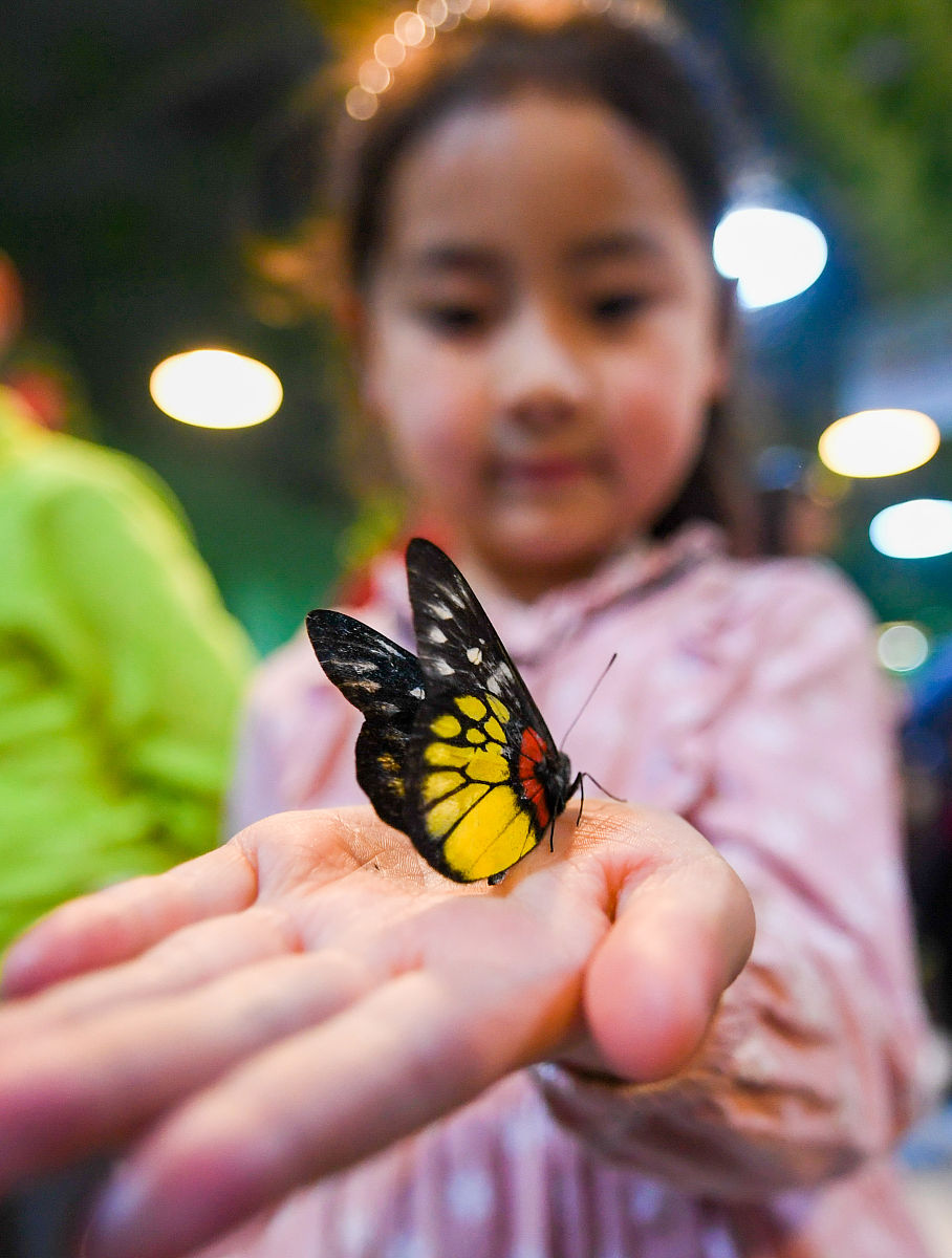 蝴蝶飞手上预兆：好运、爱情还是自然现象？