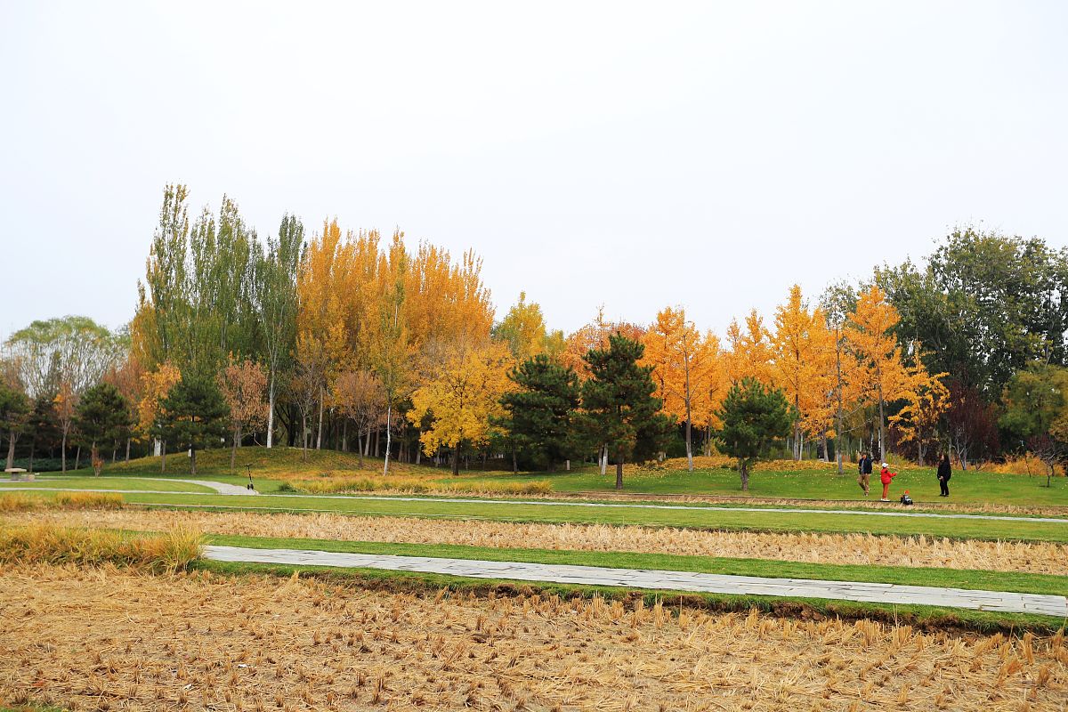 秋日漫步：感受大自然的美丽与快乐