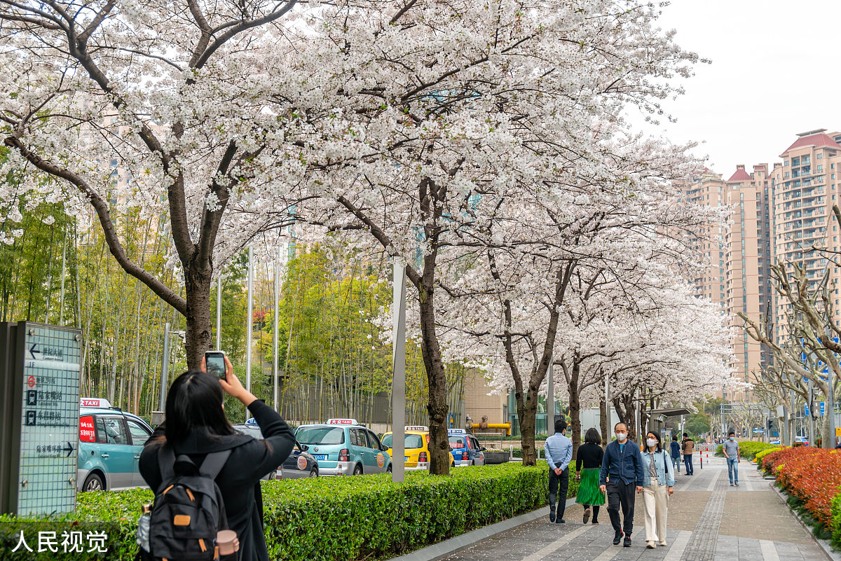 2020年3月26日,上海,陆家嘴街头东泰路公交车站的樱花相继开放,都市里