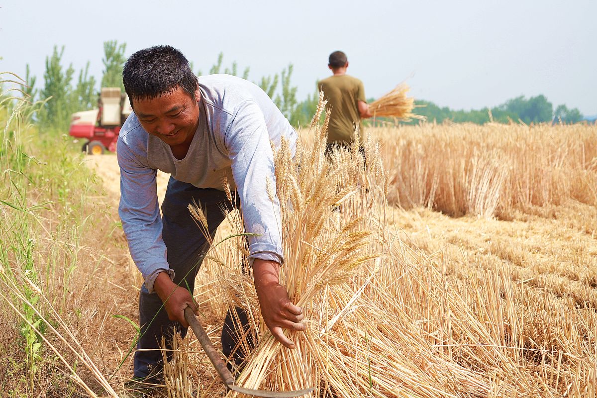 民兵葛二蛋的麦子为何不好吃？300字分析原因