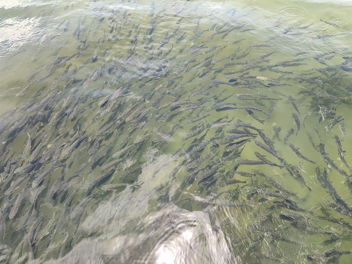 高原鳅属鱼类适应了高原环境是拉萨河鱼类群落的绝对优势种之一其分布在拉萨河及周边湿地、池塘。