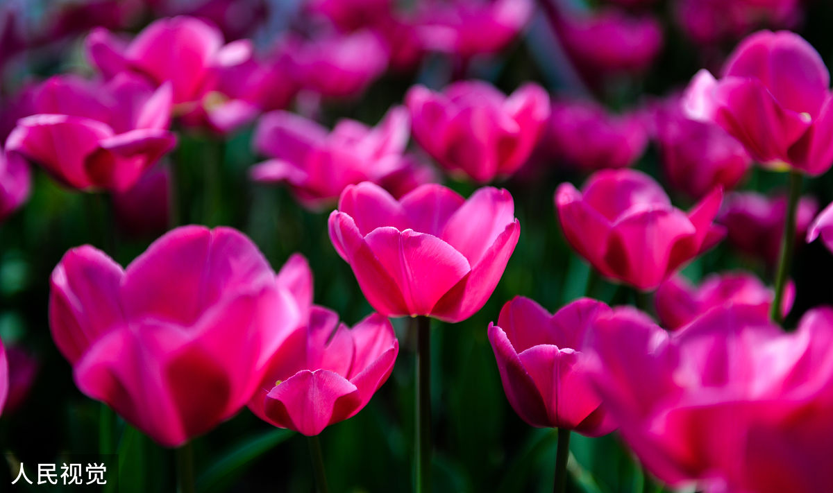 2020年2月29日,成都,花舞人间鲜花盛开.(如需下载使用,请务必署名:红