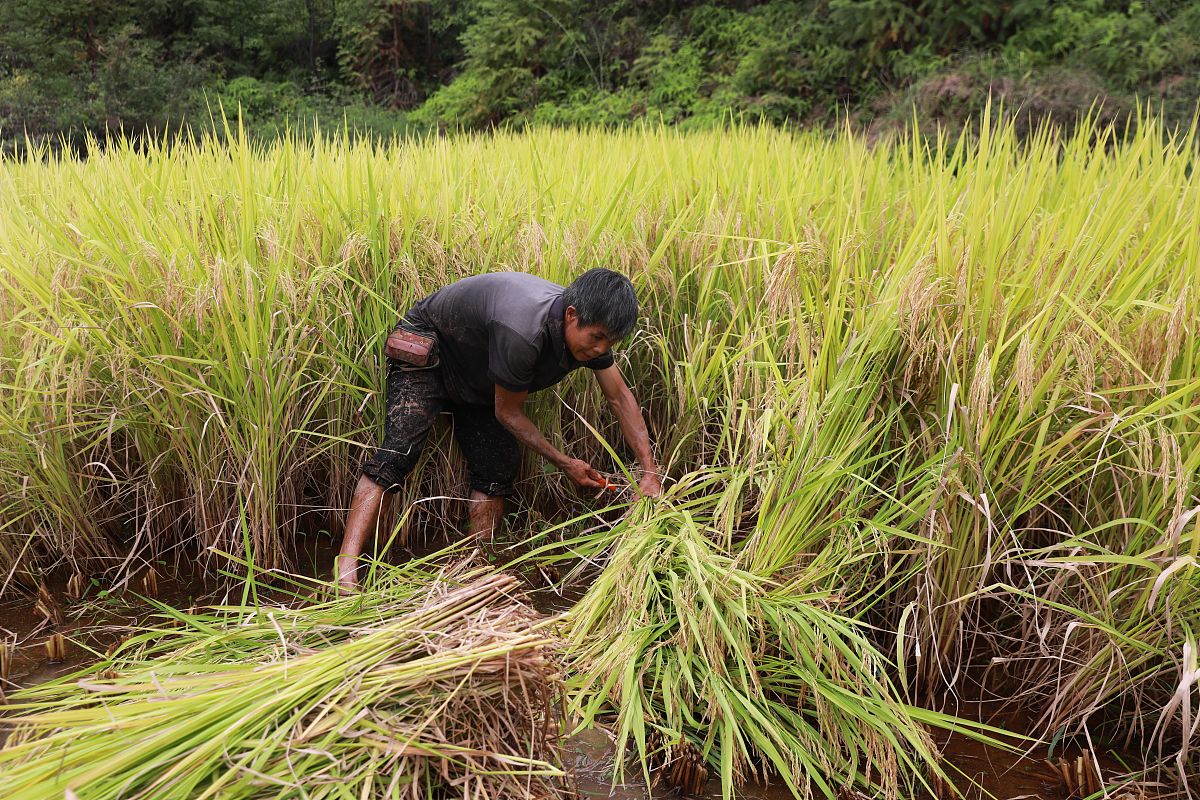 贵州民族大学中专部中草药栽培与鉴定专业怎么样？好学吗？