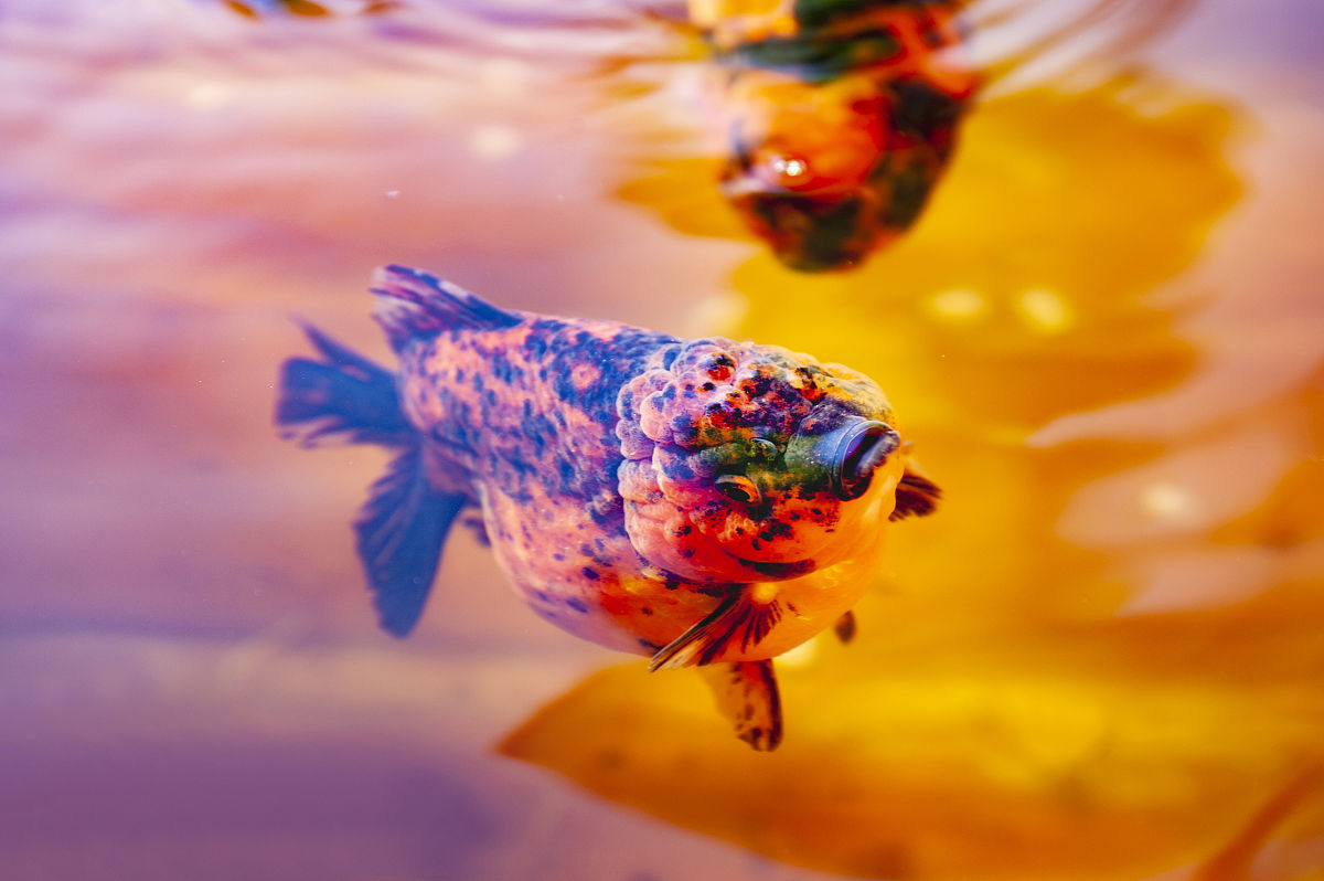 日本锦鲤血统鱼：观赏鱼中的珍品