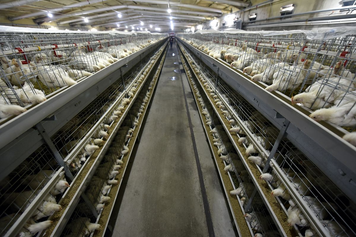 智能蛋鸡养殖：如何识别低产蛋鸡和病死鸡？