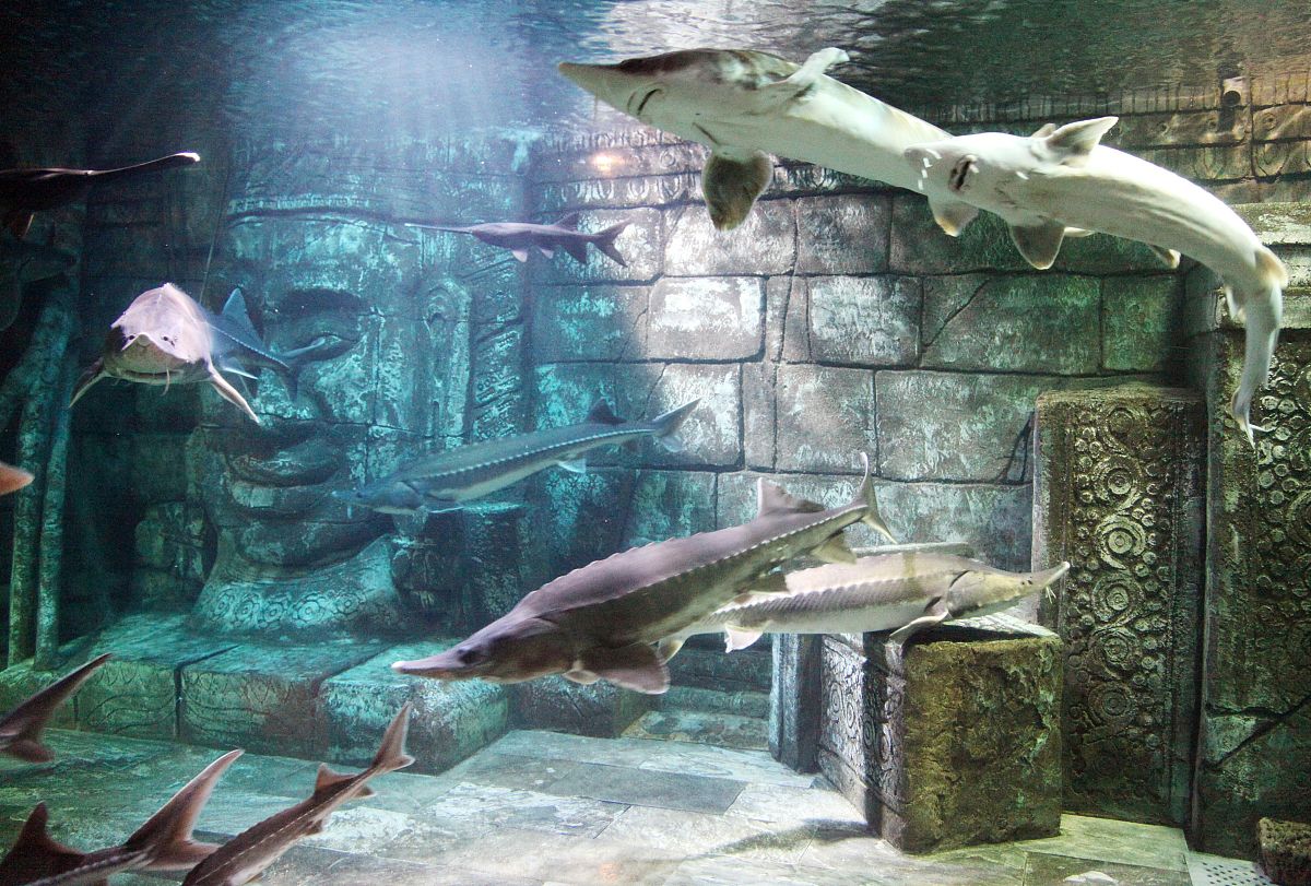 水族科学与技术专科就业前景好不好？