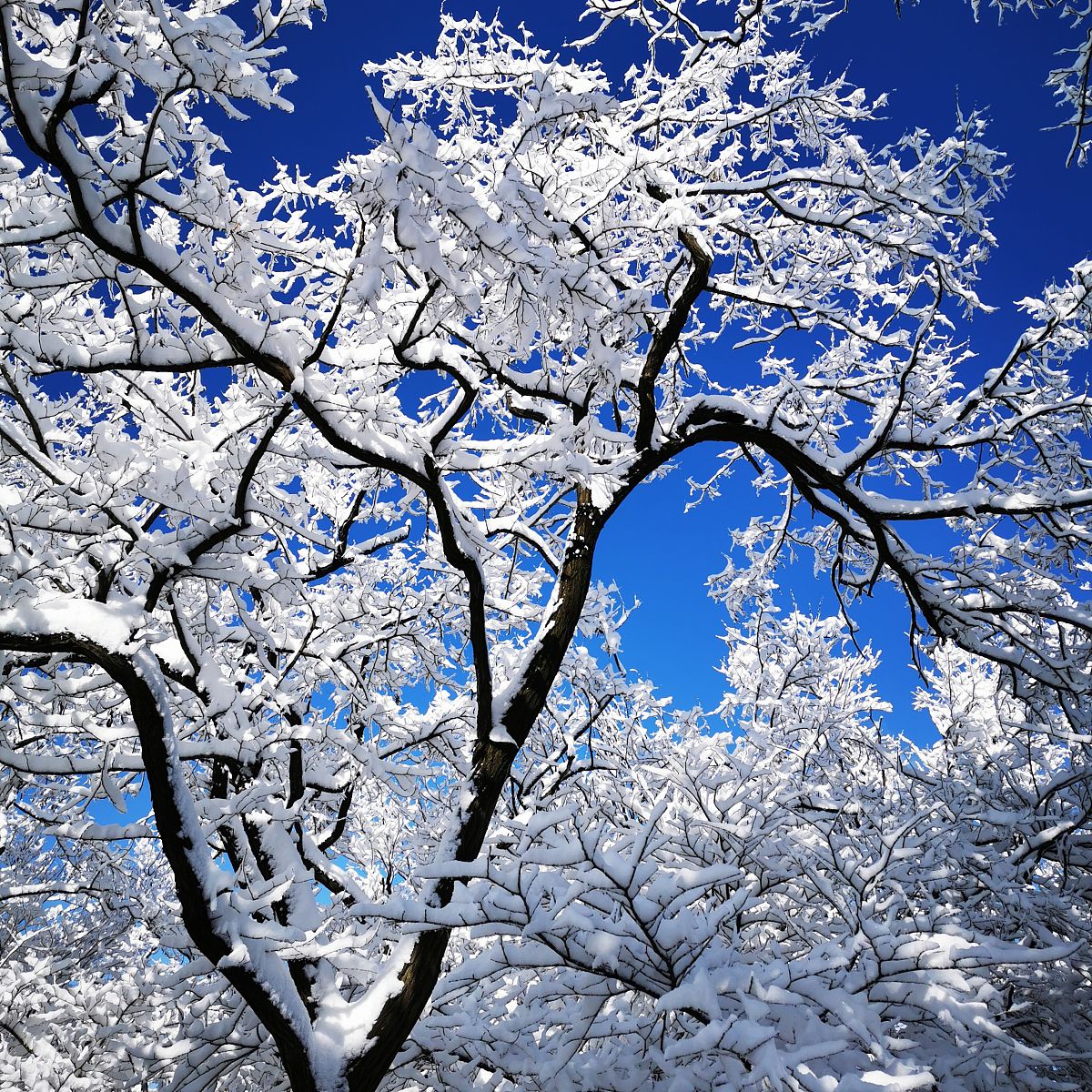 2021年2月15日,辽宁本溪成中山公园平顶山,瑞雪之后,天空放晴,碧空如
