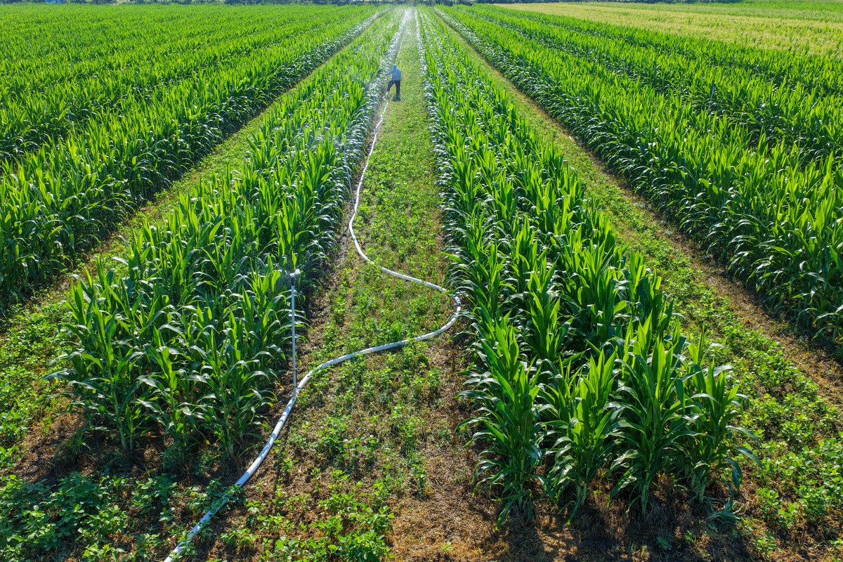 旱作玉米增产研究现状及趋势：技术创新、土壤管理与政策支持