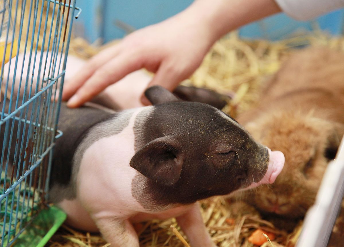 万鹏是我的宠物，它是一只猪，我朋友趁我不在吃了他，我该怎么办