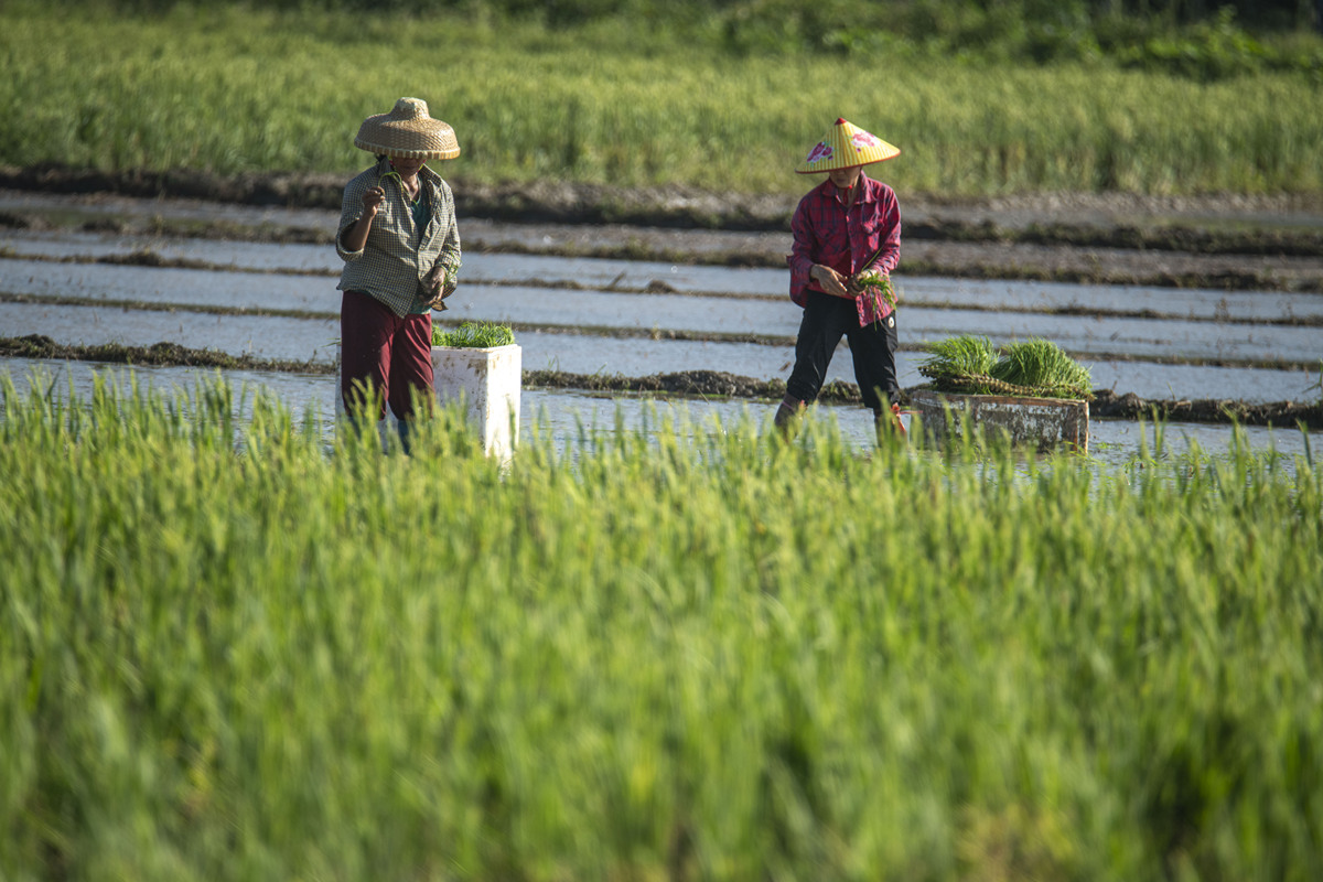 老农插秧：阳光明媚下的辛勤与坚韧