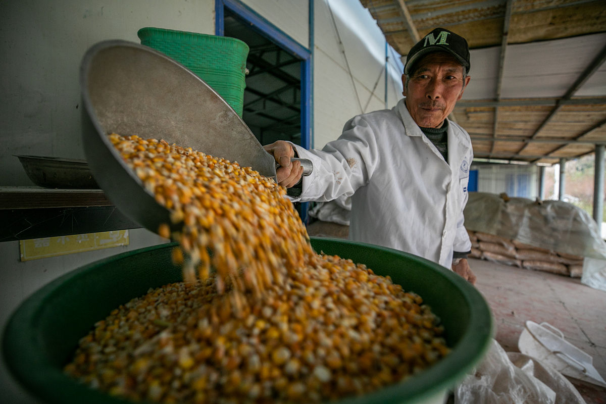黄金芽制作比例：10斤黄豆炒成1斤黄金芽