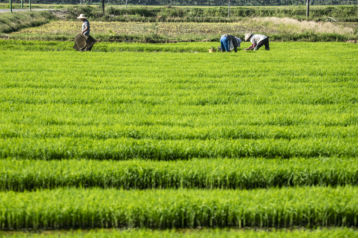一亩田需要多少秧苗？ - 水稻种植指南