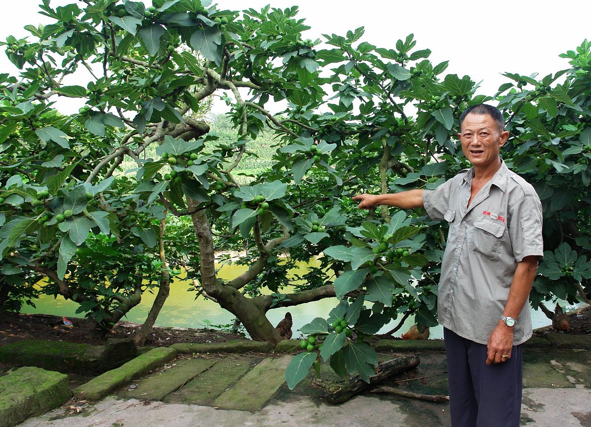 无花果树的种类：野生、栽培、观赏
