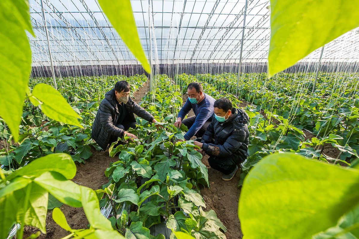 曲靖市农业学校2019年全日制五年制专科招生对象 - 报考条件及发展方向