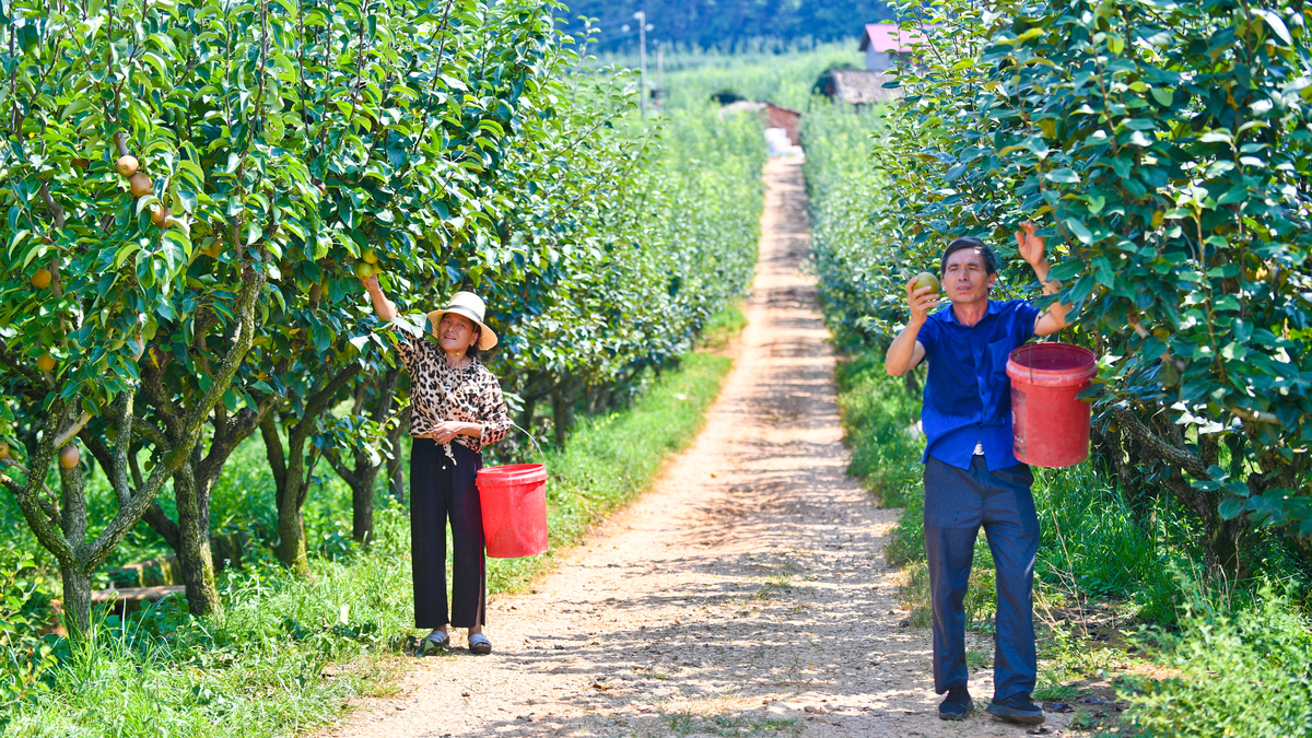 香甜盛宴：解锁水果类节庆旅游新玩法