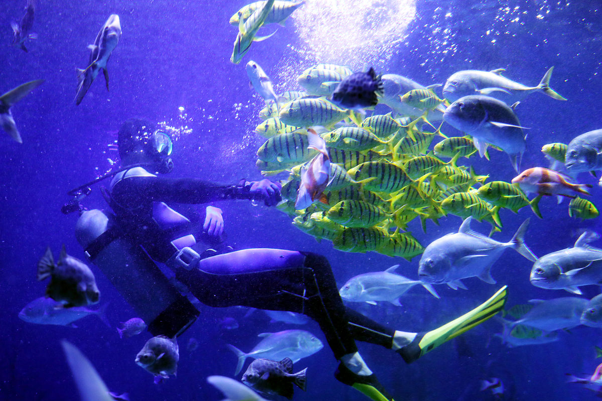 关于探索海洋的梦想 的小学生征文