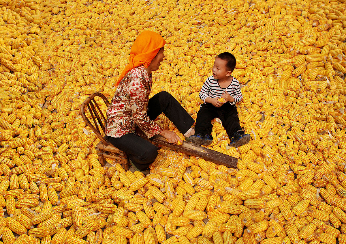 秋天玉米成熟了：金黄战士，丰收的喜悦