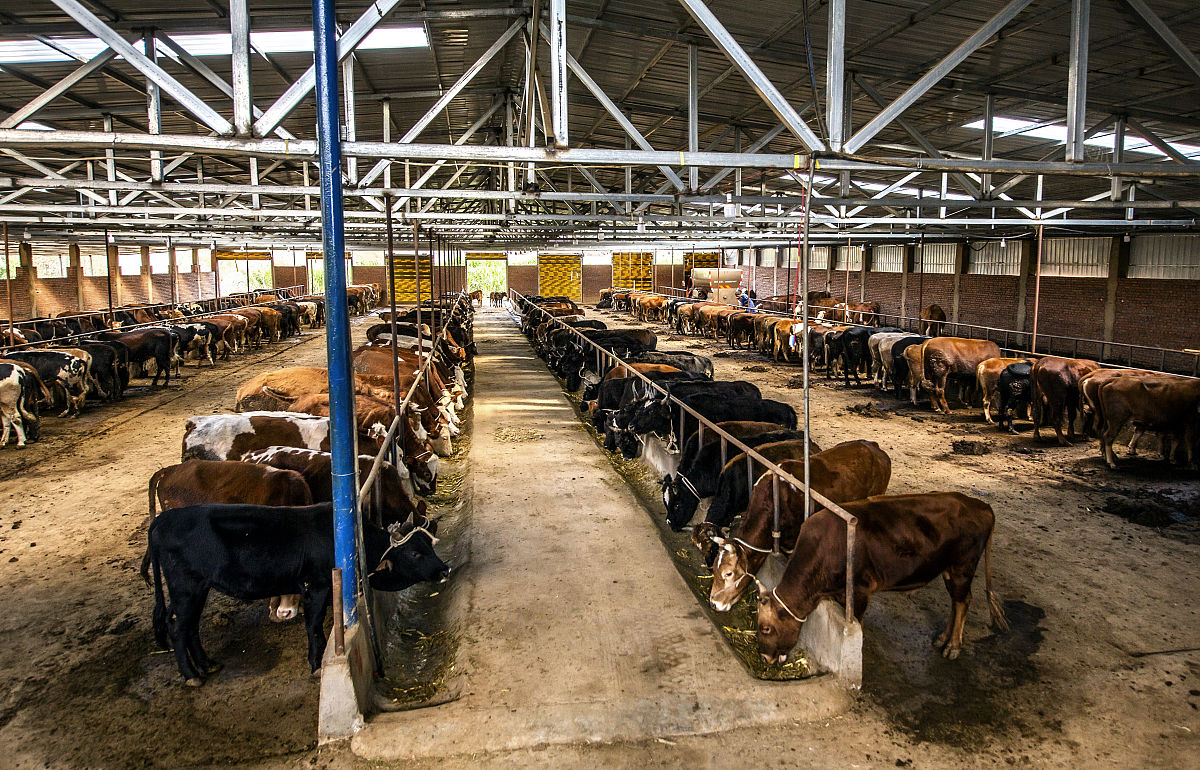 我国是牛肉消费大国但是国内牛肉供应与需求之间仍存在较大的缺口主要是因为大多数地区的肉牛养殖水平比较落后先进繁育技术普及率低导致当前肉牛养殖过程中存在较多的质量问题甚至直接影响当地肉牛养殖的产业化、规模化发展。其中繁育技术是肉牛品种改良的重要技术手段不仅可以提高肉质还能够提高牛的繁殖效率等对提高肉牛产业的高质量发展有着重要的作用当地养殖户必须积极采用科学养殖的技术防范并加强繁育技术手段的应用提高优质