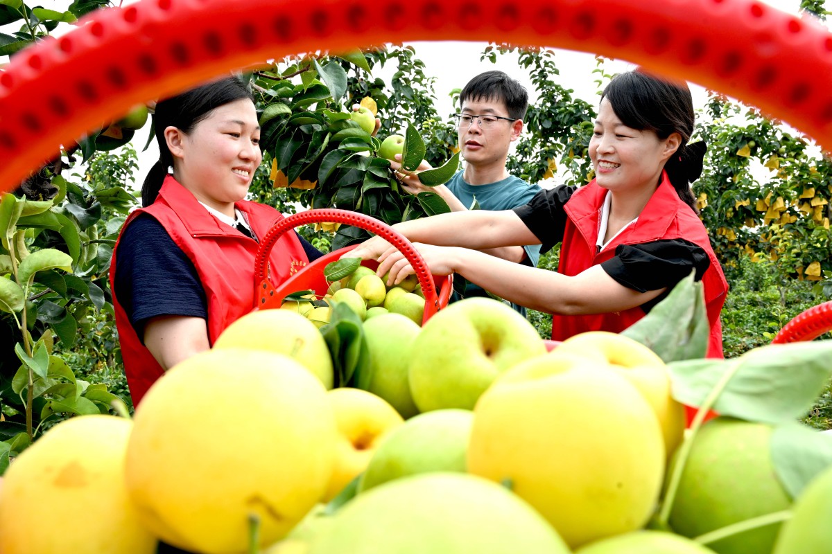 以芒果之名，兴文旅之风：百色芒果田东芒果文化节旅游开发研究