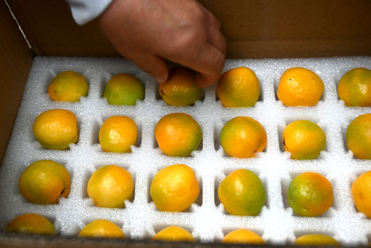 2023年耙耙柑行情