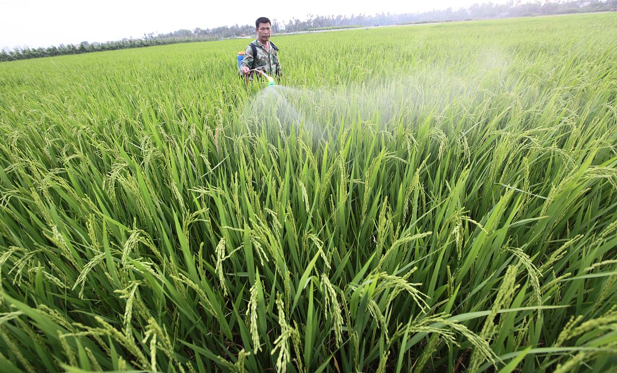 用自己的理解总结小麦虫害防治的重要性写成一段话格式不少于300字。