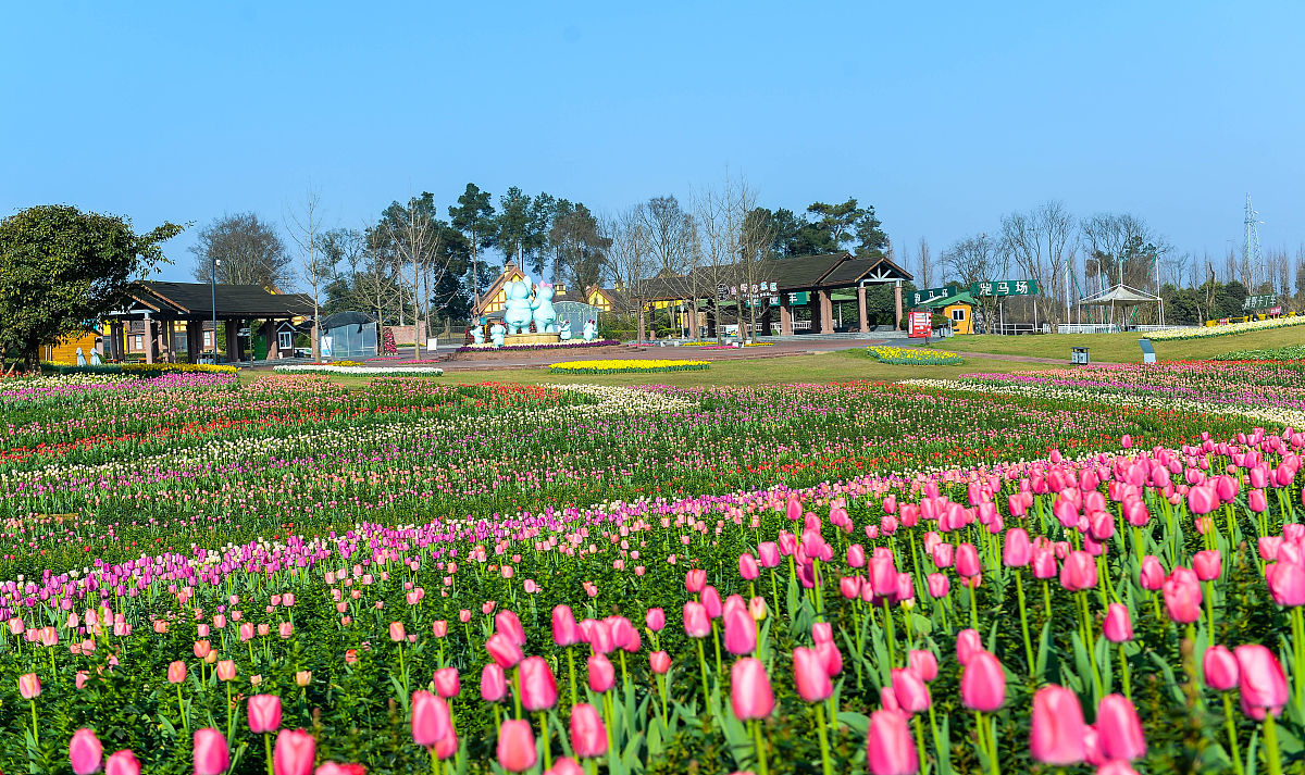 2020年2月29日,成都,石象湖景区鲜花盛开.(如需下载使用,请务必署名: