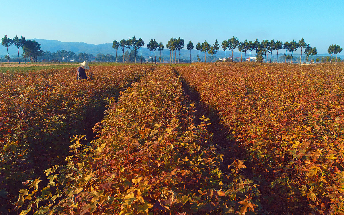 苗木买卖合同范本：详细条款保障交易安全