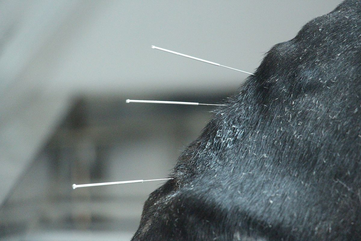四川省达州中医学校2019年招生简章：培养中医药人才，传承中华文化