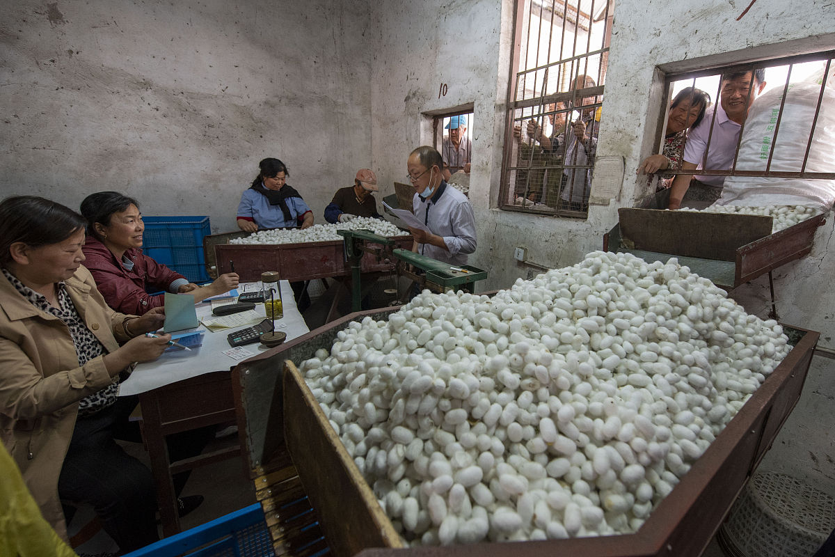 桐乡第一家蚕茧公司