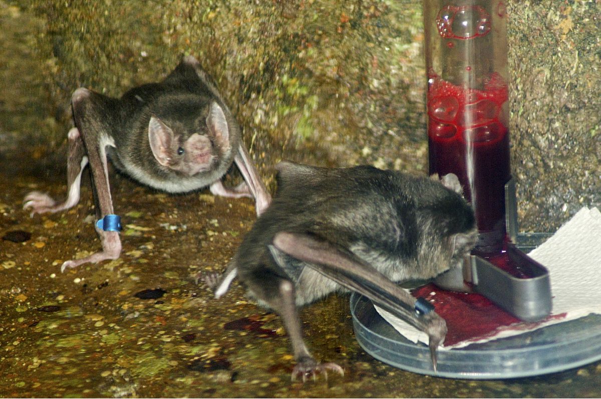 吸血蝙蝠会吸人血吗？真相大揭秘！