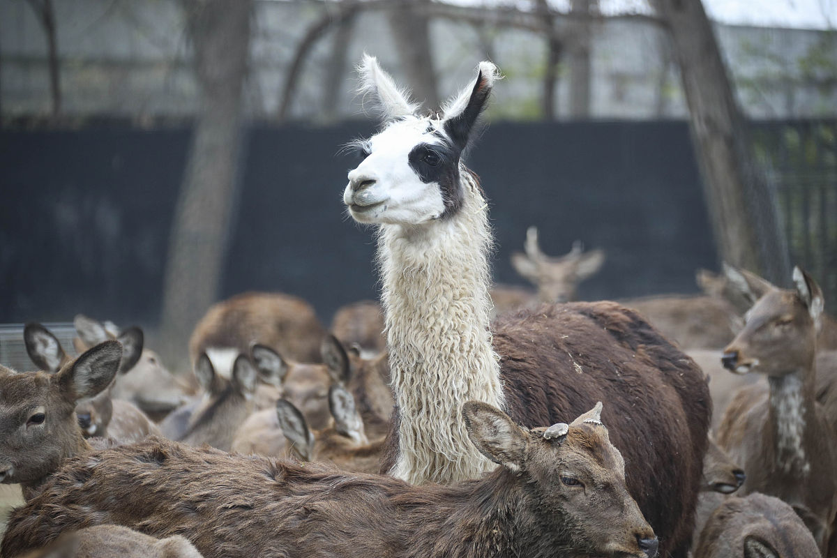 2023年江苏省淮安生物工程高等职业学校动物工程系专业介绍
