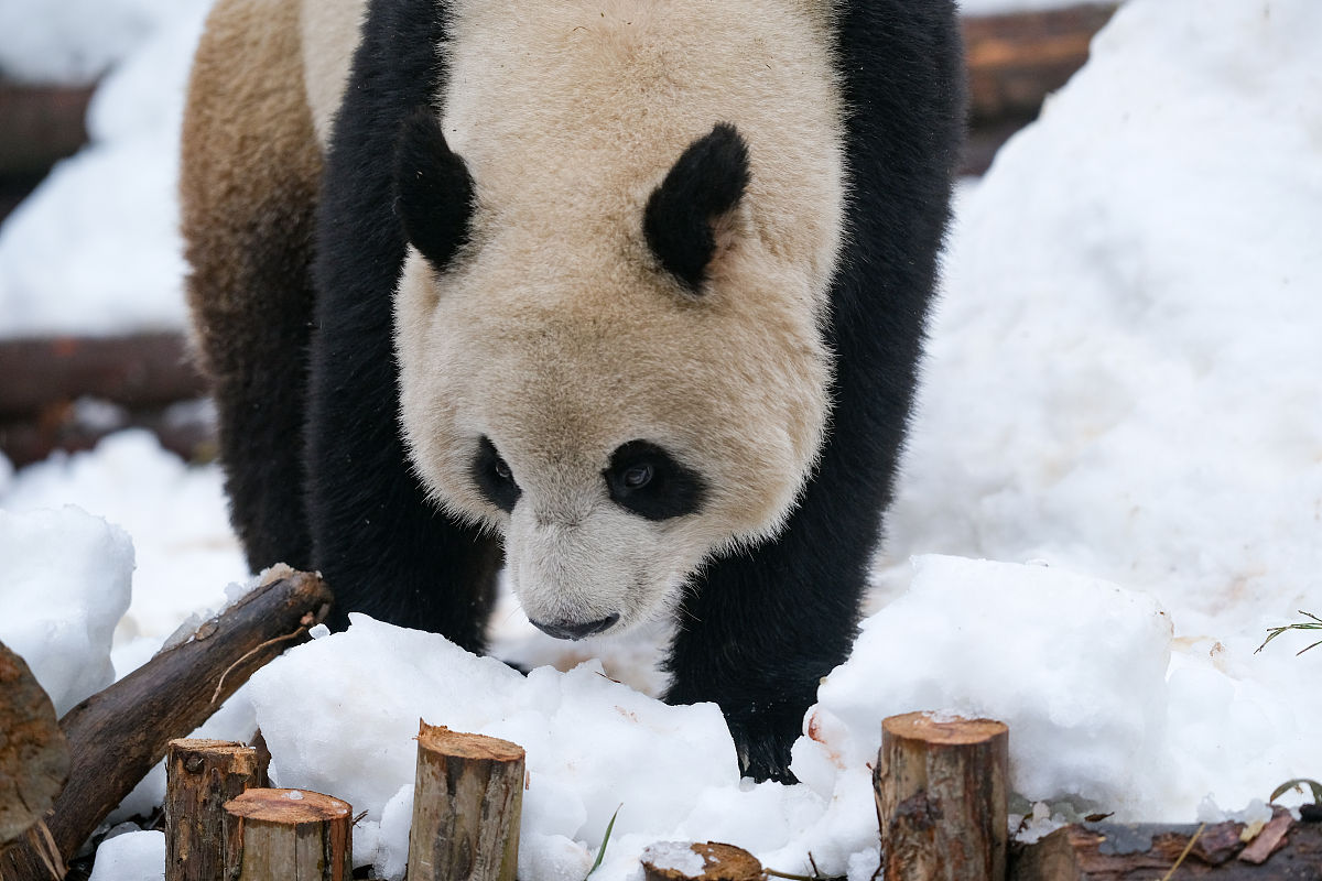 成都信息技术学校2022年招生条件 - 报名要求及入学标准