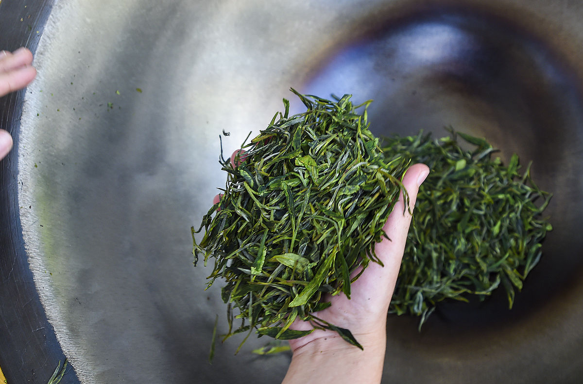 龙井茶宝宝贴秋膘，为来年丰收做准备！村民：加油！