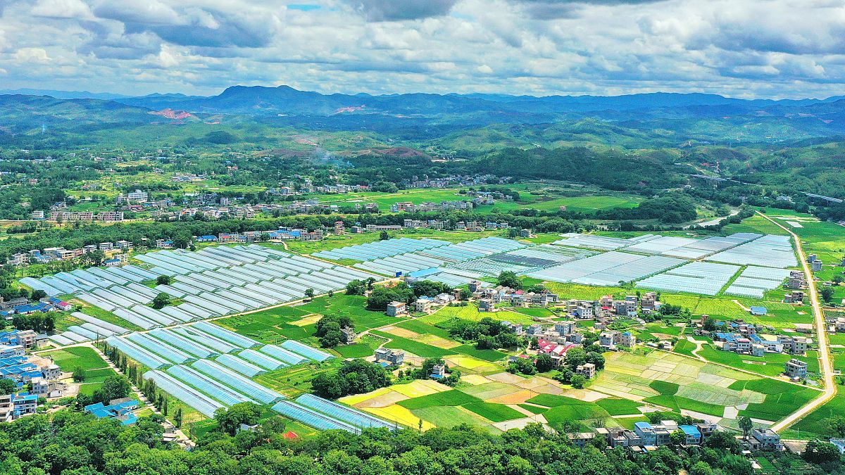 清远五大百亿农业产业：水果、畜牧、茶叶、蔬菜、粮食