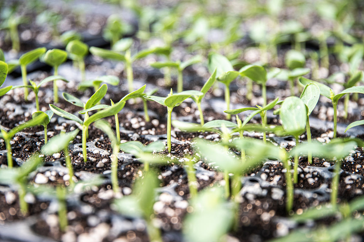蒲公英种植指南：从种子到繁盛 - 500字详细步骤