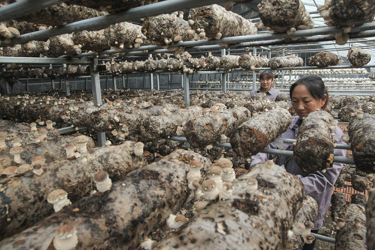 蘑菇种植完全指南：从选种到收获，打造你的蘑菇工厂