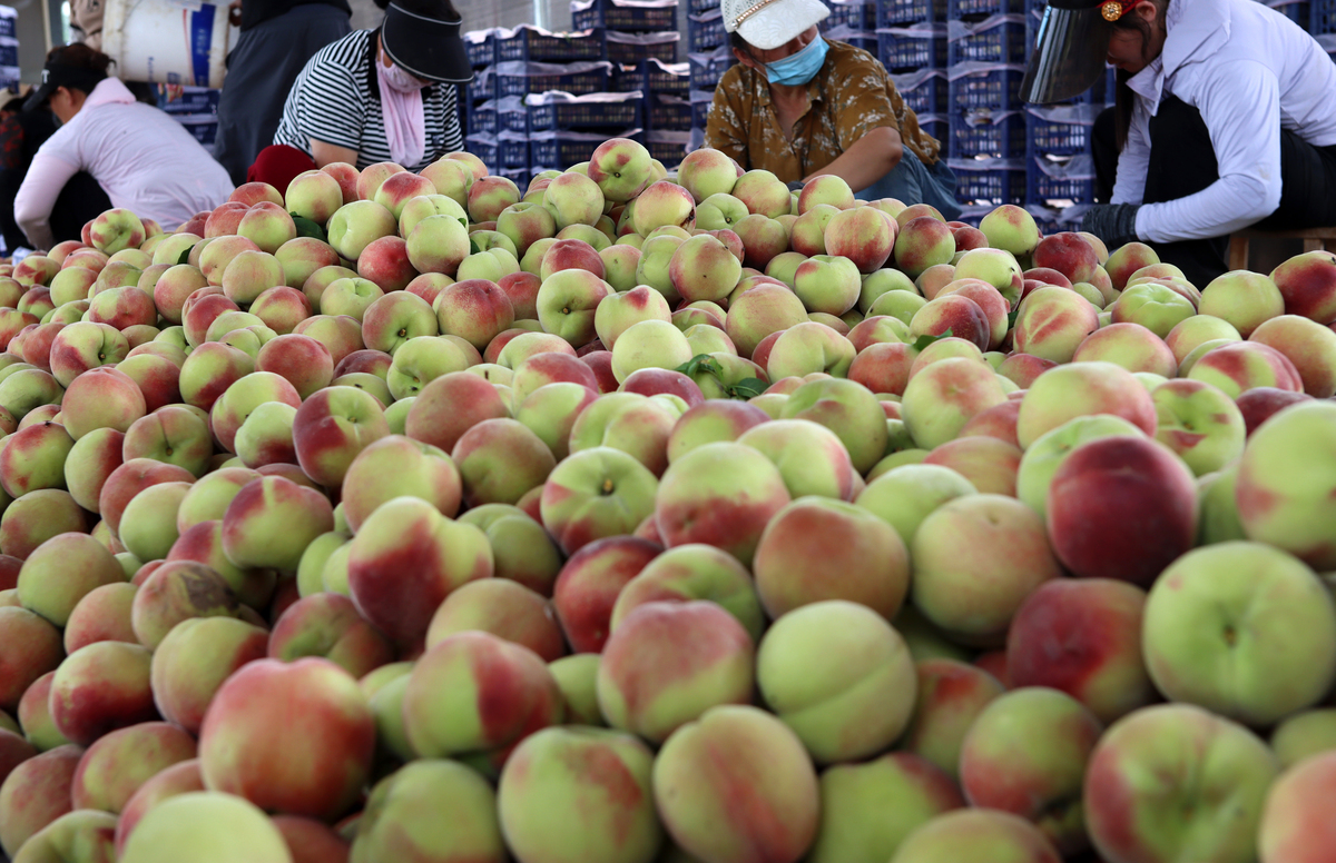 蟠桃和普通的桃子有什么区别呢200字左右详细描述一下